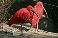 Zoo Schmiding 014